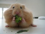 hamster-eating-broccoli.jpg